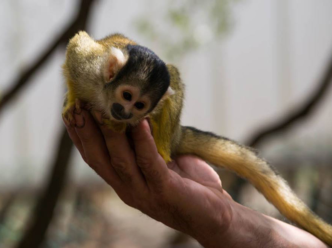 יער הקופים יודפת