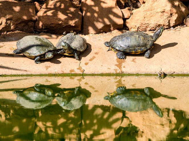 יער הקופים יודפת
