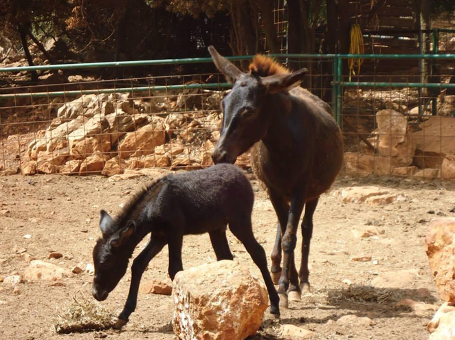 יער הקופים יודפת