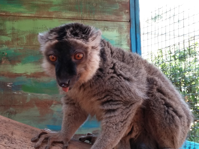 יער הקופים יודפת